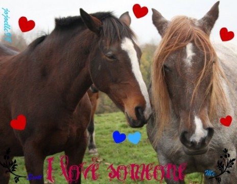 Horsies.jpg