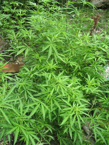 ganja.jpg