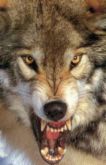 wolf.jpg