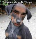 dogman.jpeg