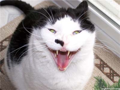 cat_picture.jpg