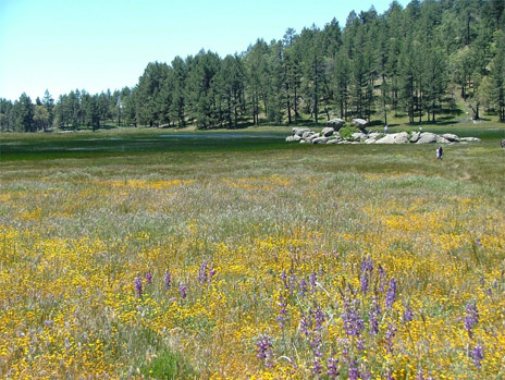 meadow_lg.jpg