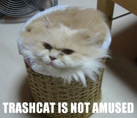 funny_cat_pictures_074.jpg