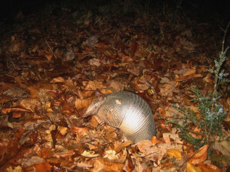 armadillo_013.2.jpg