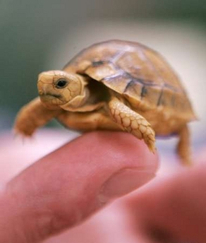 baby_turtle.jpg