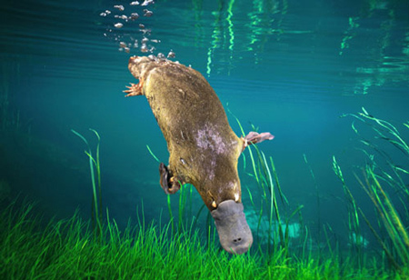 p_platypus_m.jpg