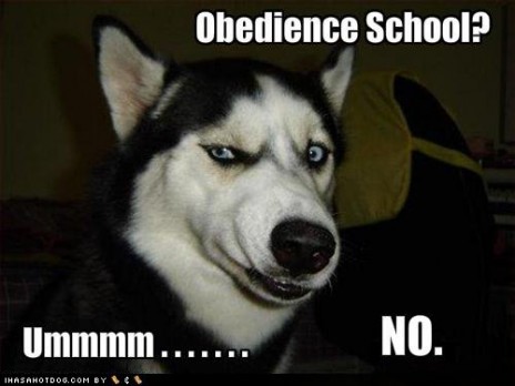 funny_dog_pictures_this_do.jpg