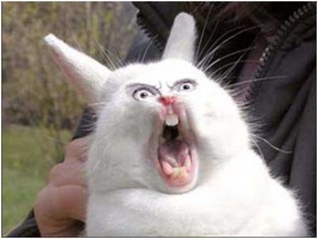 Rabbit.jpg