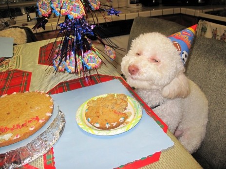 HAPPY_DOG.jpg