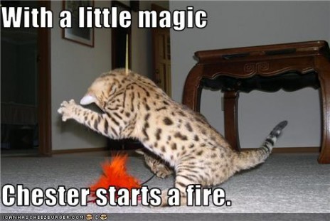 funny_pictures_cat_starts_.jpg