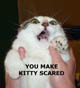 kitty_scared.jpg