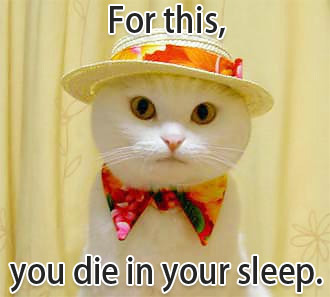 funny_cat_pictures_083.jpg