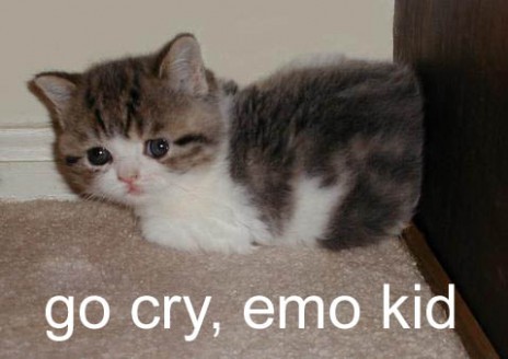 funny_cat_pictures_052.jpg