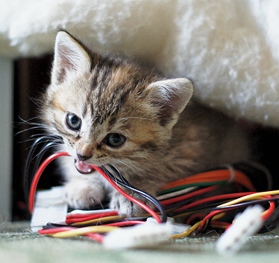 DSC00962_lolcat2.jpg