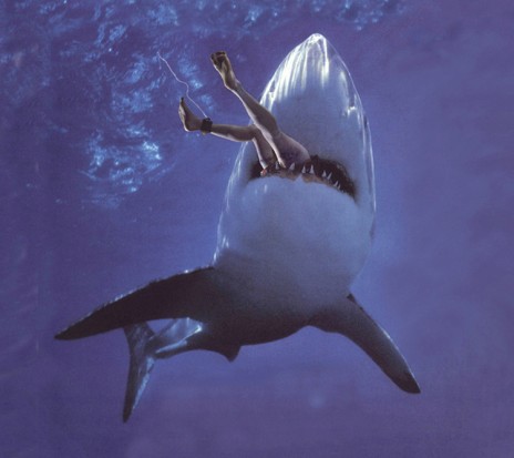 shark_attack1.jpg