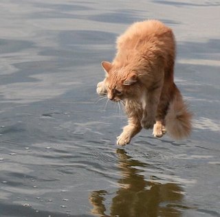 cat_photo_709124.jpg