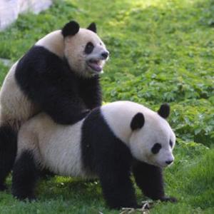 218830_pandas_1_.jpg