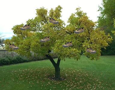 shoe_tree.jpg