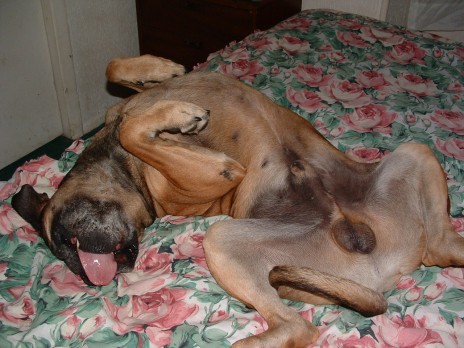 OMGPUPPY_003.jpg