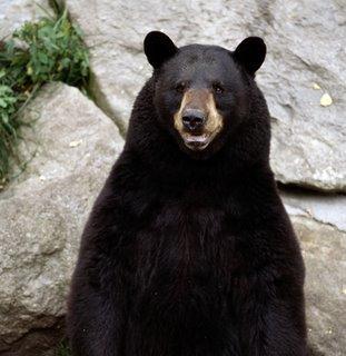 bear.JPG