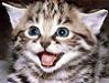laughing_cat.jpg_100.jpeg