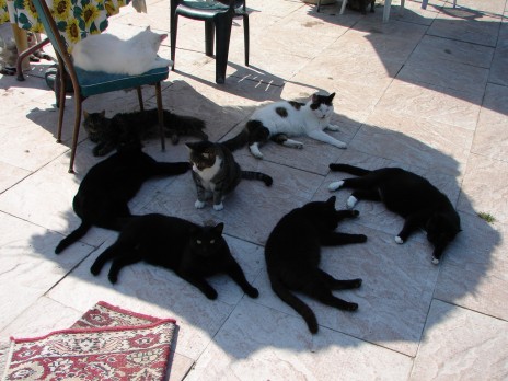 cat_picture_cats_lounging_.jpg