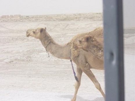 camel.jpg