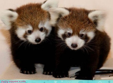 baby_red_pandas.jpg