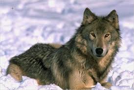 wolf.jpg