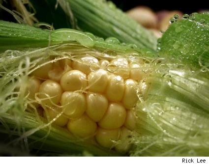 ricklee_corn.jpg