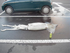 _wp_content_uploads_squid_.jpg
