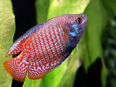 fish.jpg