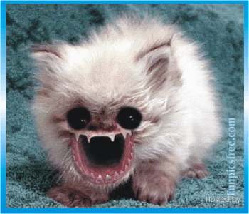 Banshee_Cat.gif