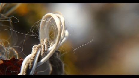 Willkumy_Photo___Rope_of_l.jpg