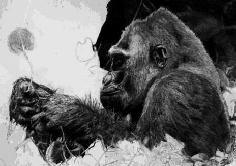 gorilla.jpg