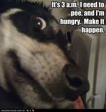 dogs_are_demanding_.jpg