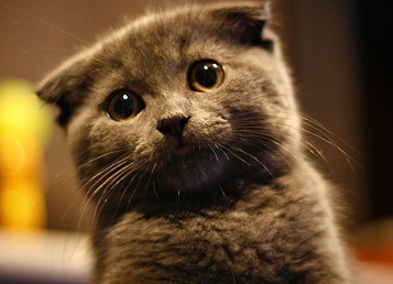 kitteh.jpg