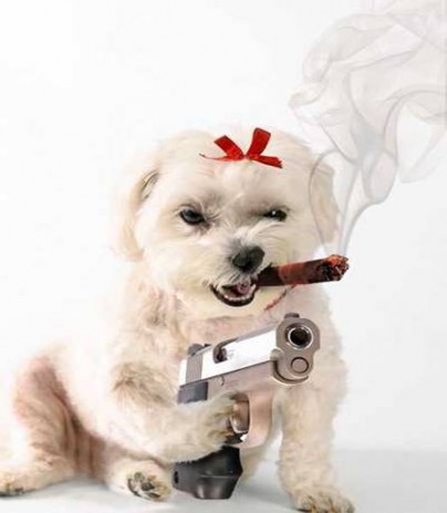 mafiadog.jpg