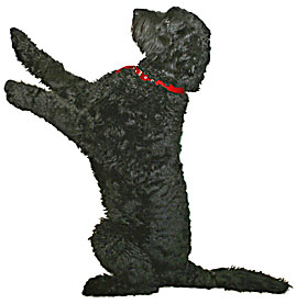 bhindi_begging.jpg