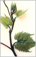 riparia_gloire_b.jpg