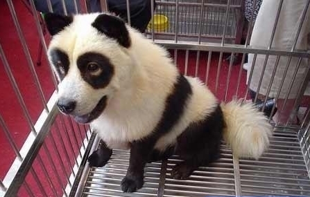 panda_dog.jpg
