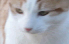 mrowz.gif