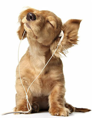 littleDogsRock.jpg
