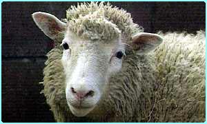 _1676793_dollyface.jpg