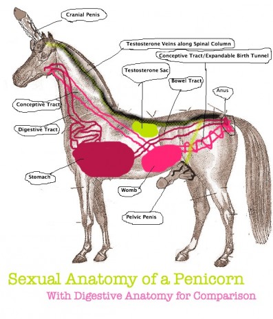 Sexual Anatomy of a Penicorn