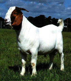 Boer_goat.jpg