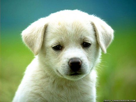 cute_puppy_dog_wallpapers.jpg