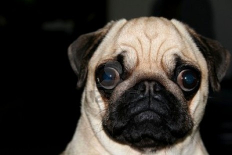 1868153_a_confused_dog_wat.jpg