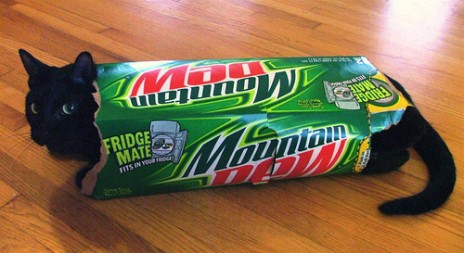 MountainDewCat.jpg