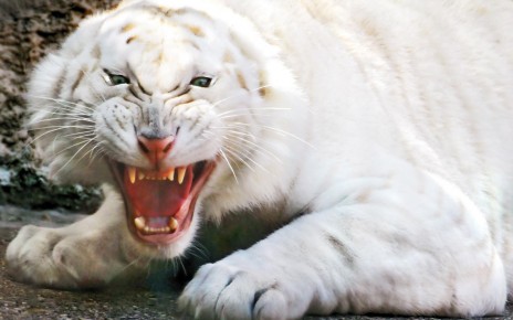 ws_Angry_white_tiger_1920x.jpg
